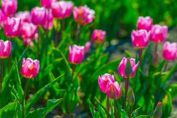 Colorful flowers growing in an agricultural field, Almere, Flevoland, The Netherlands, April 8, 2025