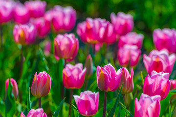 Colorful flowers growing in an agricultural field, Almere, Flevoland, The Netherlands, April 8, 2025