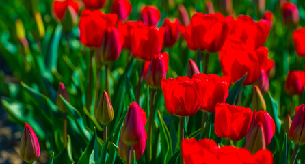 Colorful flowers growing in an agricultural field, Almere, Flevoland, The Netherlands, April 8, 2025
