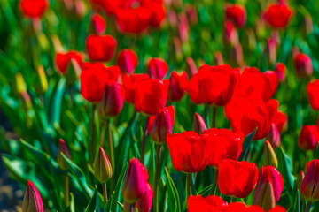 Fototapeta premium Colorful flowers growing in an agricultural field, Almere, Flevoland, The Netherlands, April 8, 2025