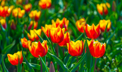 Colorful flowers growing in an agricultural field, Almere, Flevoland, The Netherlands, April 8, 2025