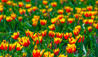 Fototapeta premium Colorful flowers growing in an agricultural field, Almere, Flevoland, The Netherlands, April 8, 2025