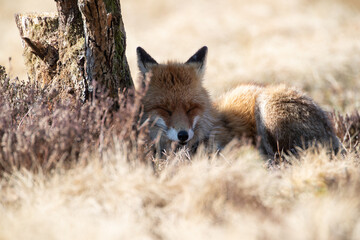 A fox sleeping in a meadow on a sunny spring day