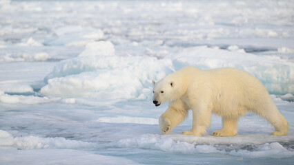 Polar bear (Ursus maritimus) on ice and snow, Svalbard, Norway
