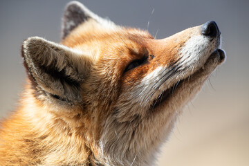 Close-up of a fox's face