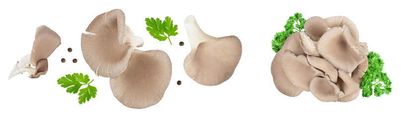 Fototapeta premium Oyster mushrooms isolated on white background with full depth of field. Top view. Flat lay