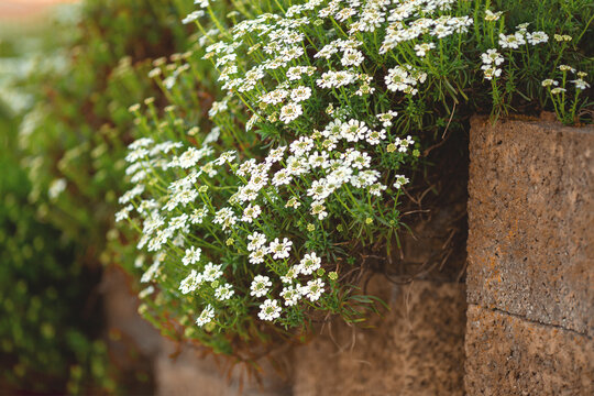 Fr&uuml;hlingsblume. Immergr&uuml;ne Schleifenblume. Iberis sempervirens