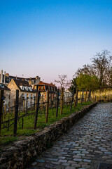 Fototapeta premium Les Vignes du Clos Montmartre à Paris capitale de la France