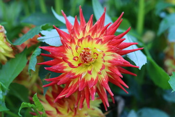 Close up of a red and yellow cactus dahlia in a garden © Francesca Leslie