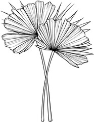 Obraz premium Fan Palm coloring book vector design, Fan Palm illustration art