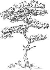 Juniper coloring book vector design, Juniper vector graphic