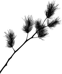 Fototapeta premium Larch vector design, Larch vector graphic