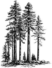 Redwood vector design, Redwood vector illustration