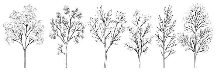 Collection of Birches coloring book vector designs, Birches vector graphics