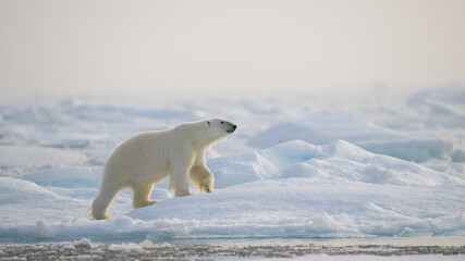 Polar bear (Ursus maritimus) on ice and snow, Svalbard, Norway