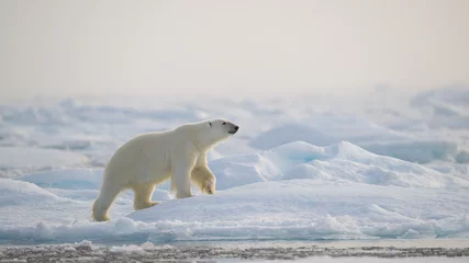 Fotobehang Ijsbeer Polar bear (Ursus maritimus) on ice and snow, Svalbard, Norway  © STUEDAL