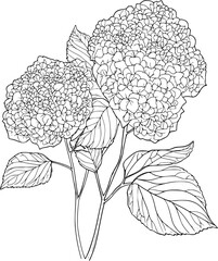 Sycamore coloring book vector design, Sycamore vector image