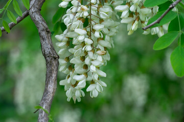 Flowering branches with white flowers of robinia pseudoacacia in spring. Inflorescence of false...