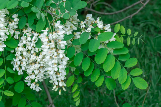 Flowering branches with white flowers of robinia pseudoacacia in spring. Inflorescence of false acacia with green tree branch in forest. Black common locust with lush foliage deciduous. Acacia tree.