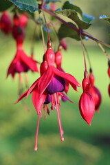Close up of red and purple fuchsia flowers in a garden