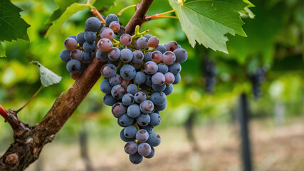 Naklejka premium Fox Grape - Wild grape variety with a sweet-tart flavor, used in wines.