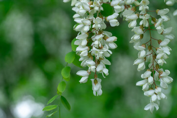 Flowering branches with white flowers of robinia pseudoacacia in spring. Inflorescence of false acacia with green tree branch in forest. Black common locust with lush foliage deciduous. Acacia tree.