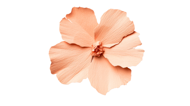 Peach crepe paper flower with visible texture, cut out transparent