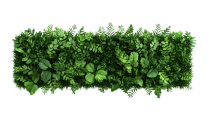 Green wall of lush foliage, a vertical garden, dense greenery , cut out transparent