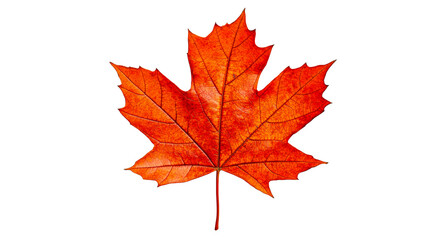 Fototapeta premium Red maple leaf close up veins detail vibrant color, cut out transparent