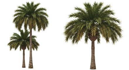 Isolated Phoenix Dactylifera Palm Trees in Tropical Setting