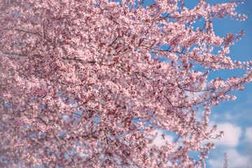 Weeping Cherry Blossoms Sakura in day