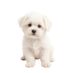 Obraz premium Adorable White Puppy Sitting, Fluffy Dog Portrait