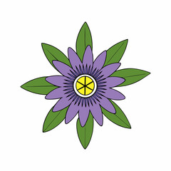 Passionflower on White Background