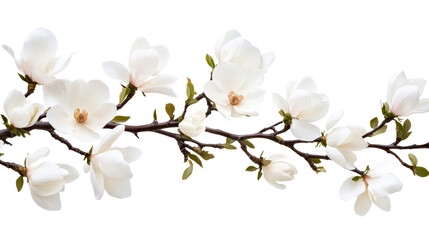 Obraz premium Magnolia flowers on branch, white petals, spring blossom, cut out transparent