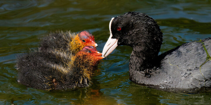 un foulque macroule nourrissant ses petits