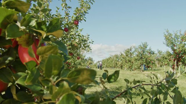 A Beautiful Scene Of An Apple Orchard In Nova Scotia, Canada, With Red Apples Ripening On The Tree Branches. The Orchard Is Bathed In Soft Natural Light, Highlighting The Bounty Of The Harvest.