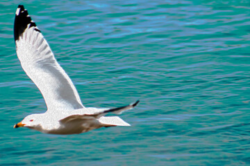 Seagull Flying Over Ripples of Water (Filtered Photo) w/ Texture