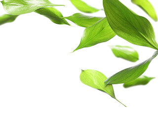 Many fresh green leaves flying on white background