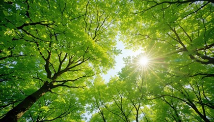 Fototapeta premium Sunlight filtering through lush green canopy in tranquil forest nature photography outdoor serenity aerial perspective