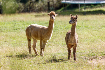 Fototapeta premium Photograph of two friendly Alpacas standing in a grassy agricultural field enjoying the warm sunshine in the Blue Mountains in Australia.