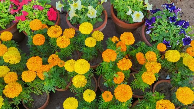  Wide shot of orange and yellow marigold flowers in the garden ,On the flowerbed bushes bloom marigold (tagetes) - annual plant from the family of aster