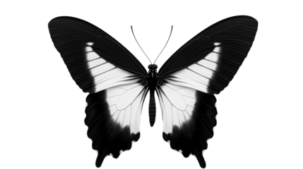 Black and White Butterfly Isolated, Elegant Insect Art, cut out transparent