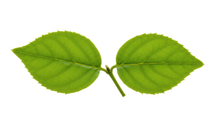 Isolated Two Green Leaves