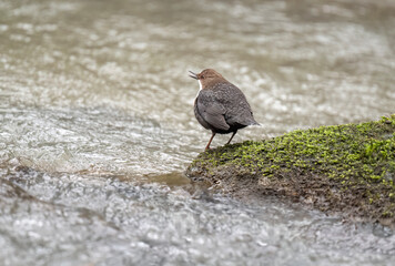 Dipper standing on a moss covered rock in a river, close up