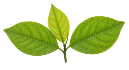 Isolated Fresh Green Leaves, Vibrant Growth