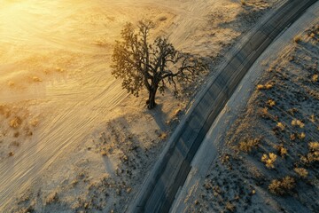 Lone tree stands resilient in a sun-drenched desert landscape, a lonely sentinel beside a winding dirt road.