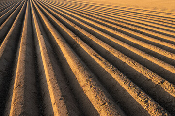 asparagus field in warm sunset light with emphasised line pattern and texture