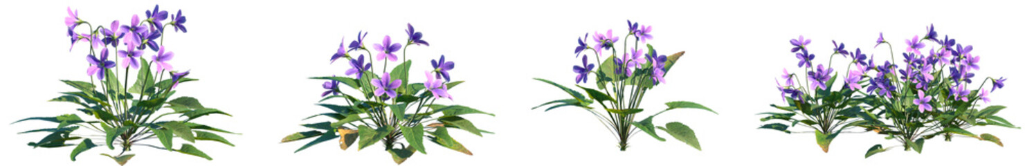Set of Viola philippica (Purpleflower violet) flowering frontal isolated png on a transparent background perfectly cutout high resolution