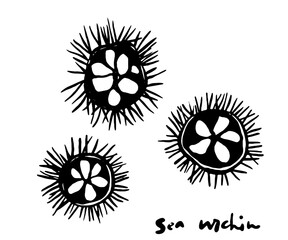 Sea urchin ink sketch illustration set, seafood vector graphic