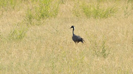 Demoiselle crane or Grus virgo family in open field or grassland during summer season migration. Close up. Slow motion.